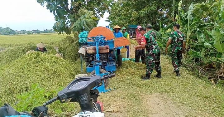 Babinsa Darmadi dan tim Turun Tangan Bantu Petani Panen Padi