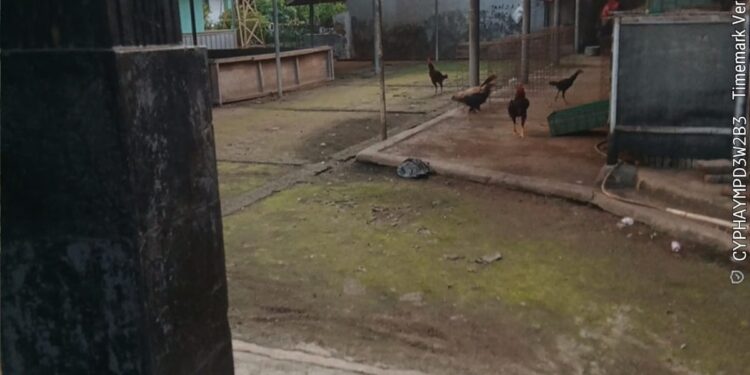 Menjelang Ramadhan, Aktivitas Judi Sabung Ayam di Kahuripan Cipocok Diduga Tutup Sementara