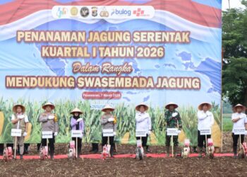 Bupati Nanda Indira Bastian Dukung Penanaman Jagung Serentak Nasional, Perkuat Komitmen Swasembada Jagung 2026