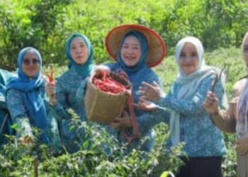 TP-PKK OKU Selatan Panen Cabai di Desa Tanjung Jaya, Dorong Ketahanan Pangan Keluarga