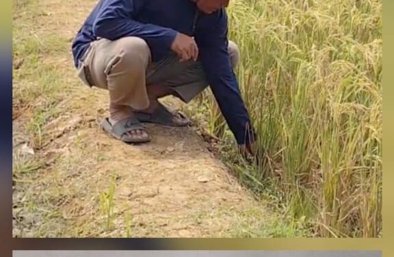 *Petani Cirebon Rasakan Manfaat Program Prabowo, Pompanisasi Jaga Sawah Tetap Produktif di Musim Kemarau*
